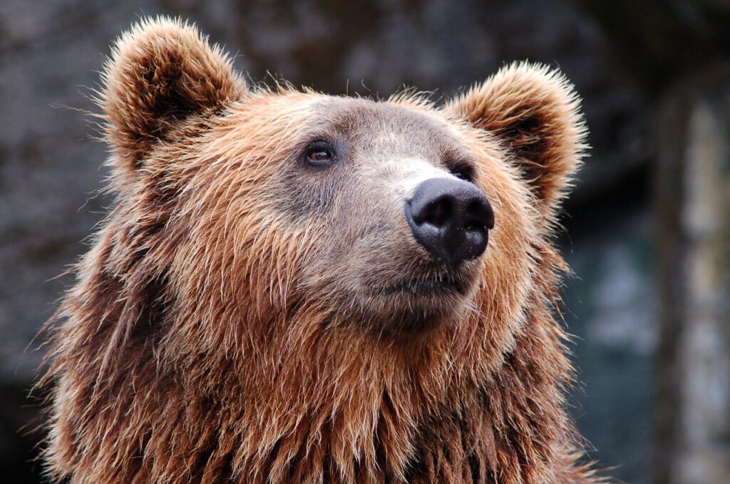 Grizzly Bear at Big Bear Alpine Zoo
